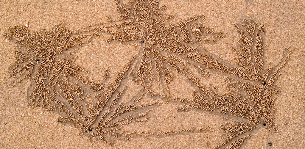 crab sand