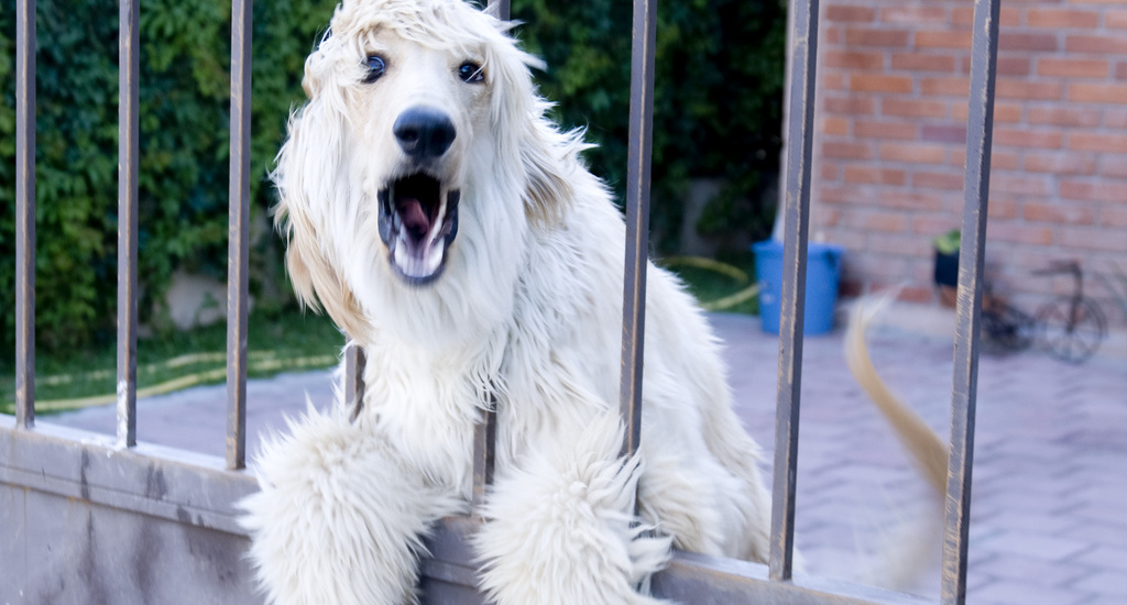 dog barking