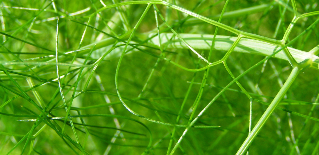 green plant