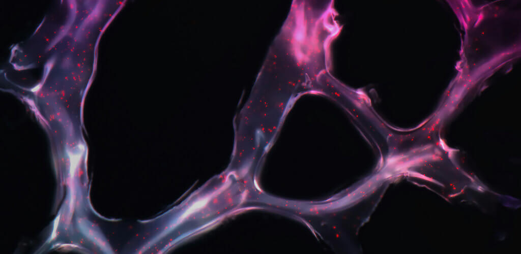 Photo titled “MicroRNA Delivery” by National Cancer Institute on Unsplash.\n