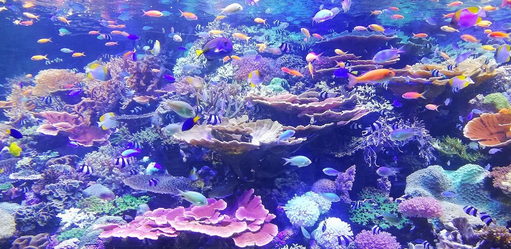 The ecosystem of a coral reef