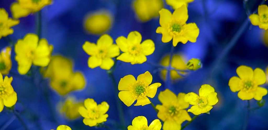 yellow flowers on blue background